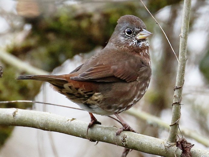 Мухоловка серая – Muscicapa striata (Pallas, 1764)