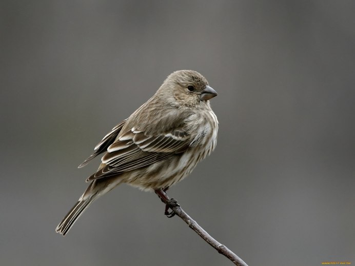 Серый Воробей