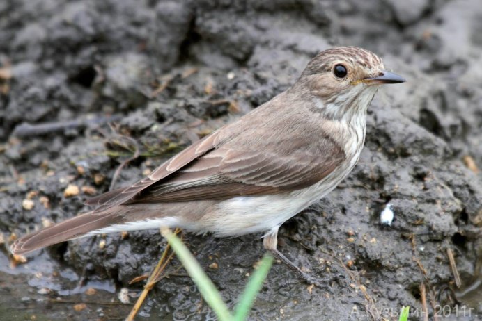 Мухоловка коричневая птица
