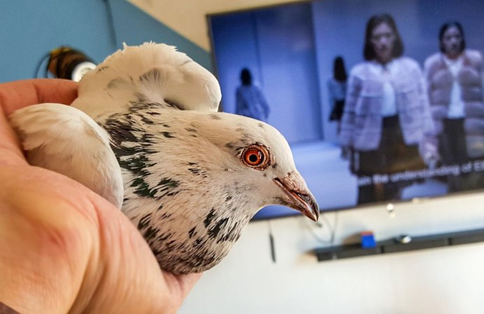 Ушные раковины у птиц