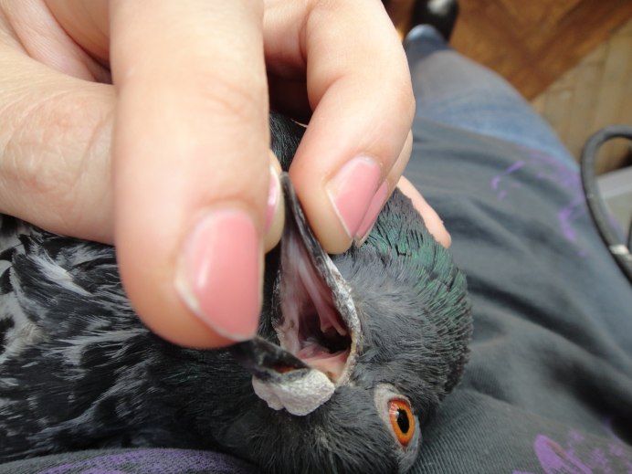 Pigeon poop