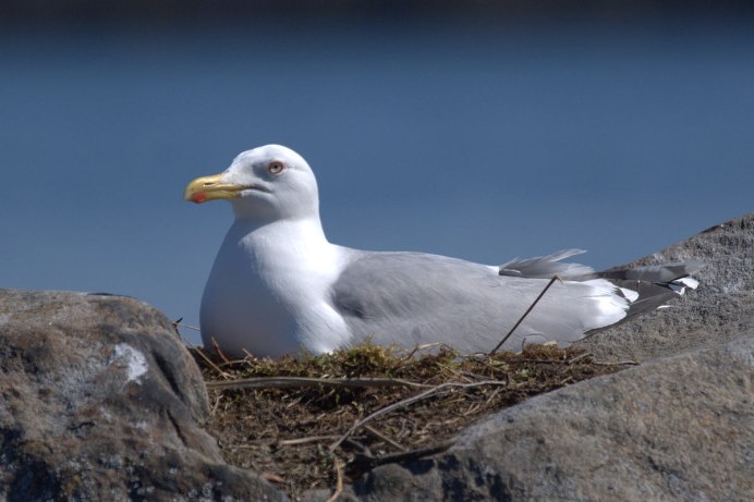 Серебристая Чайка Larus argentatus