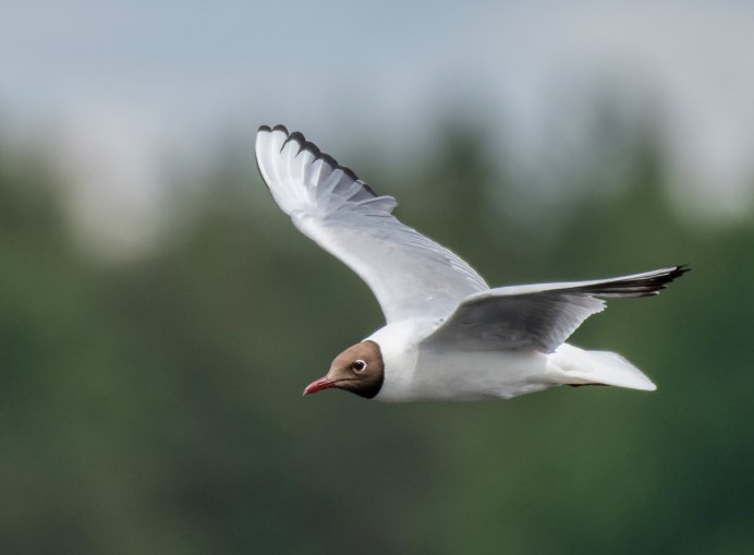 Larus argentatus