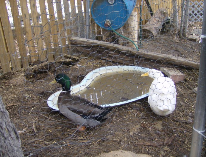 Кормушка-поилка лотковая 50 см пластик для цыплят