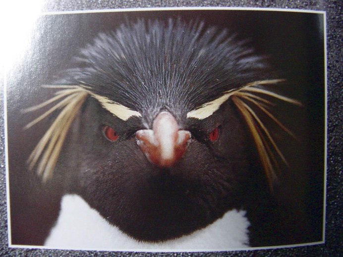 Пингвин Noot Noot