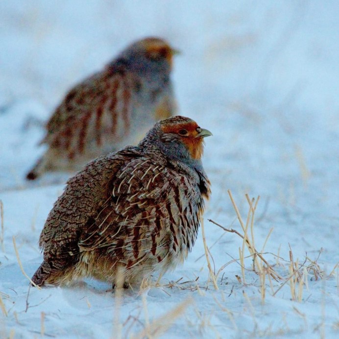 Серая куропатка (Perdix Perdix)