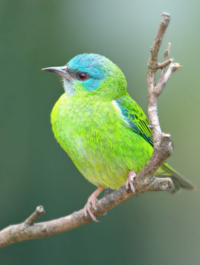 Blue-naped Chlorophonia