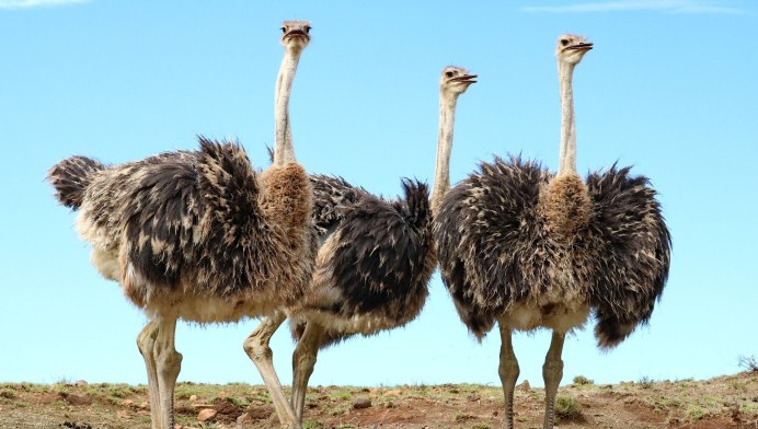 Птенец страуса