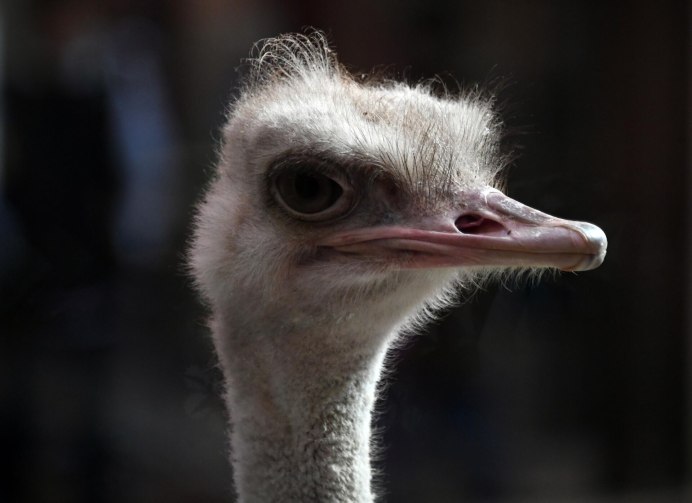 Гнездо нанду