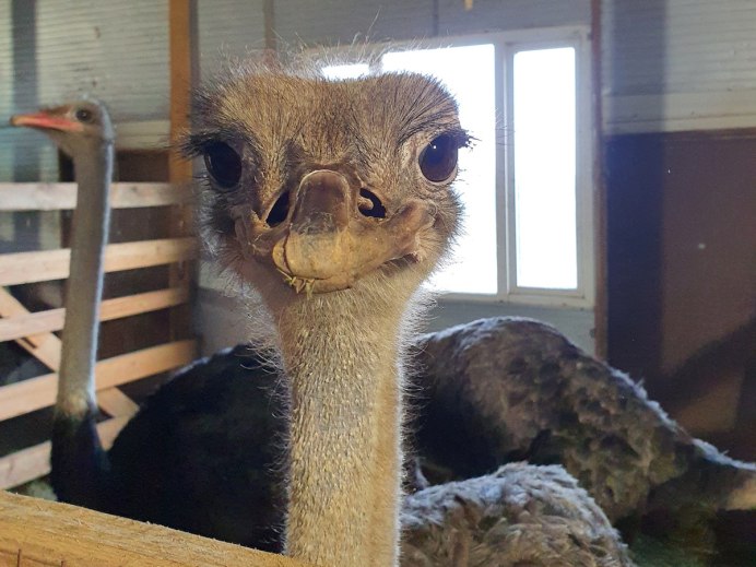 Страус эму птенцы