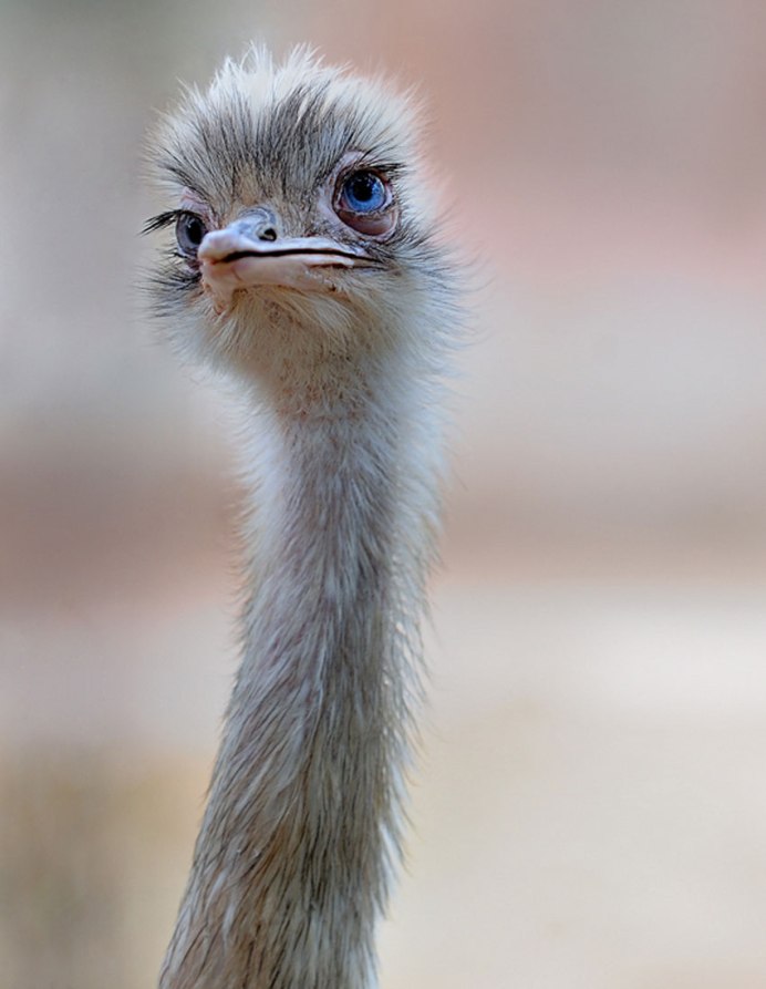 Страус нанду птенец