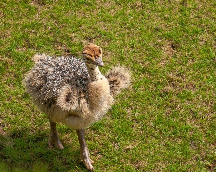 Олимпиада страус эму