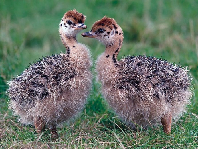 Страус эму птенцы