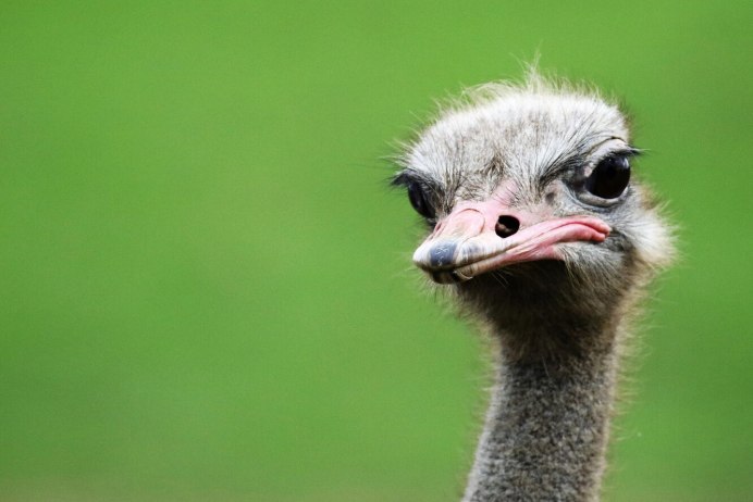 Страус эму с детенышами