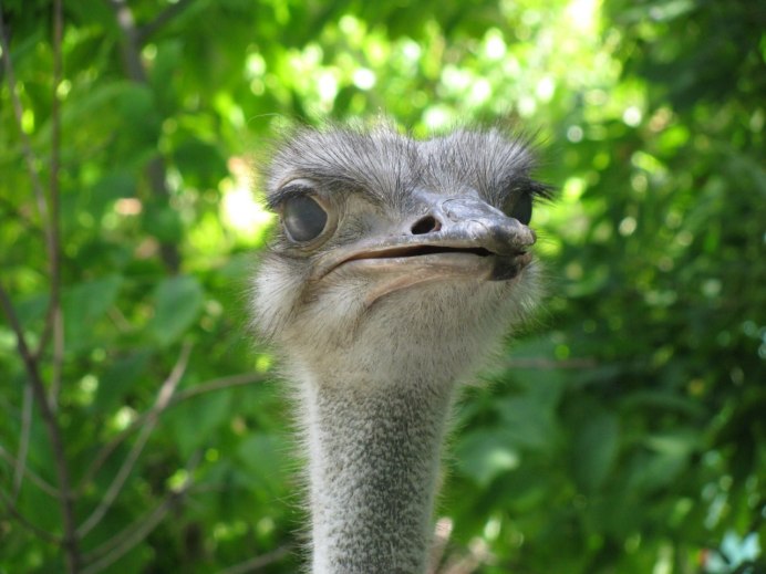 Милый страус