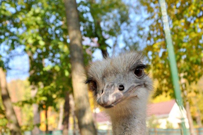 Африканский страус эму