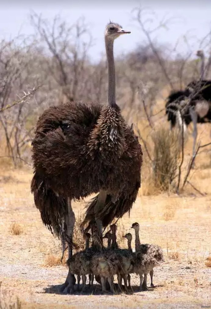 Африканский страус с птенцами
