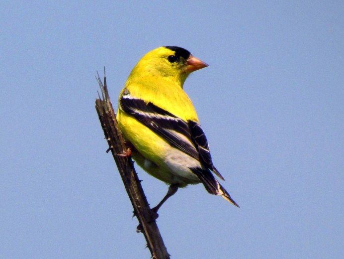 Carduelis tristis