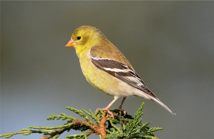 American Goldfinch птица