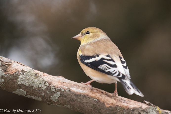 Spinus tristis