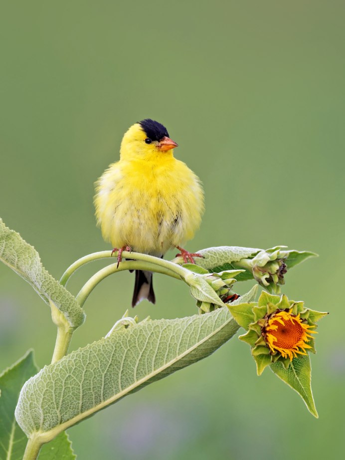 Spinus tristis