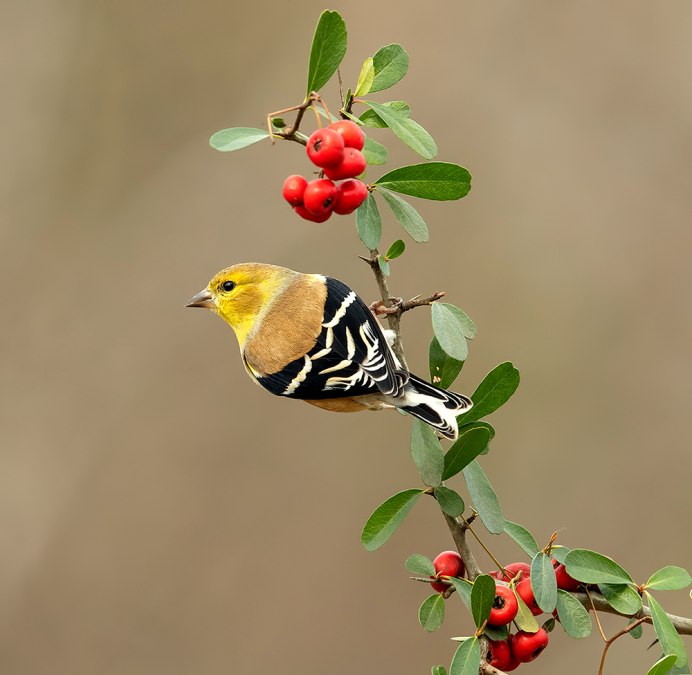 American Goldfinch птица
