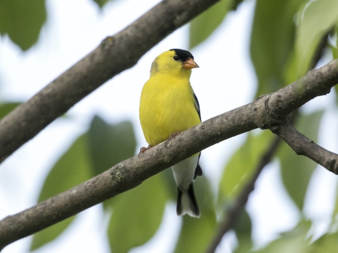 Lesser Goldfinch
