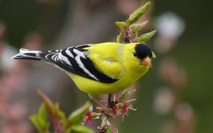 Spinus tristis