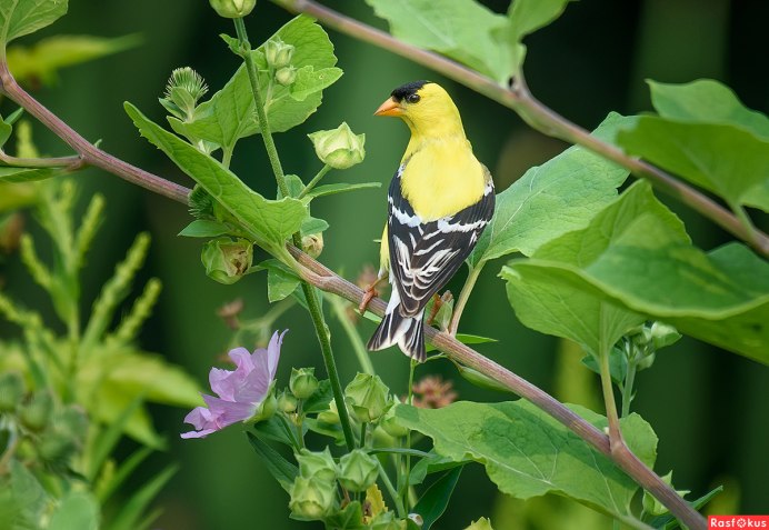 American Goldfinch птица
