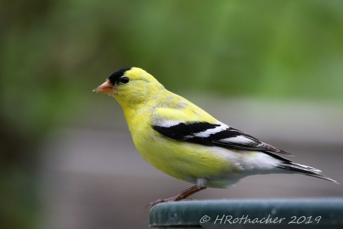 American Goldfinch птица