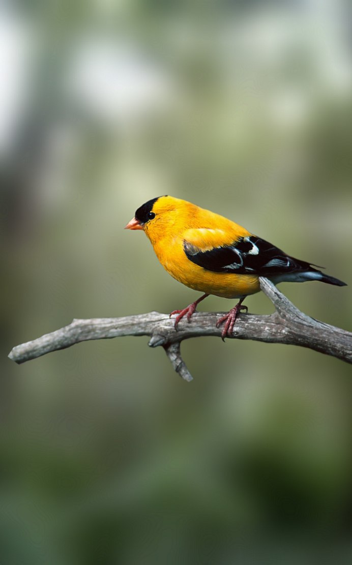 American Goldfinch птица