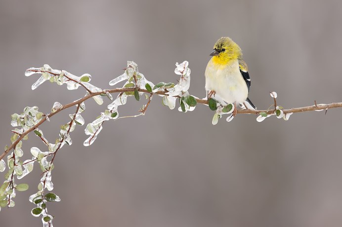 American Goldfinch птица