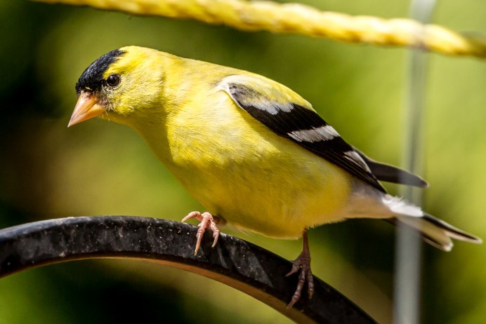 Spinus tristis