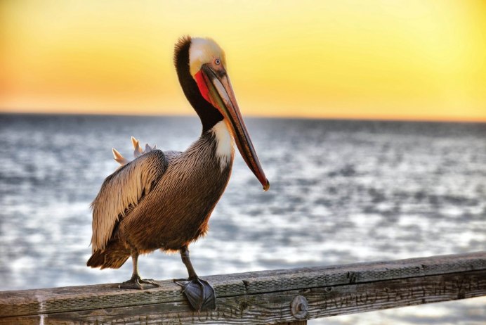 Pelecanus occidentalis