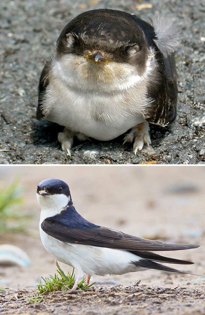 Ласточка городская (Delichon urbicum)