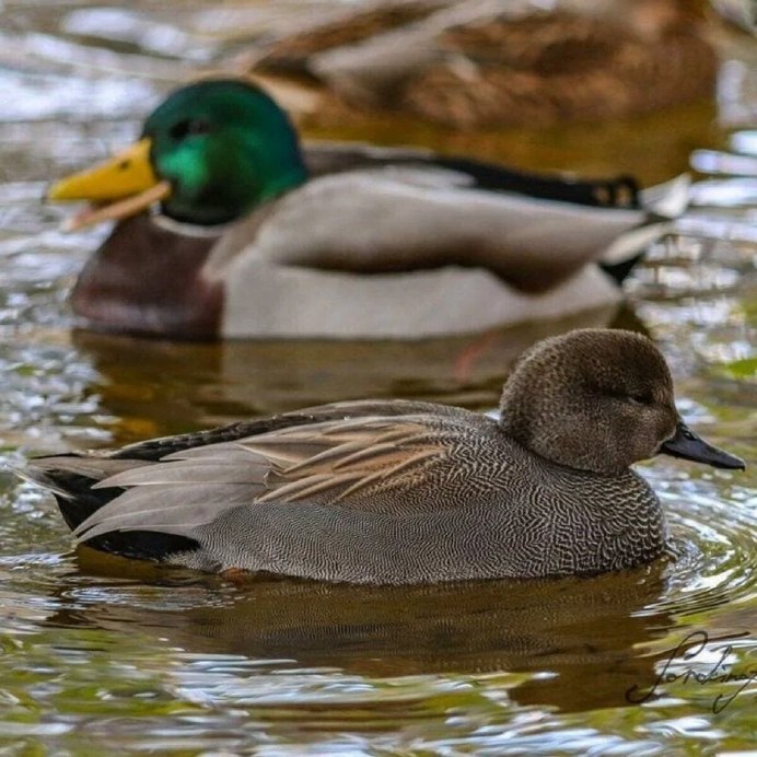 Утка Мандаринка самец