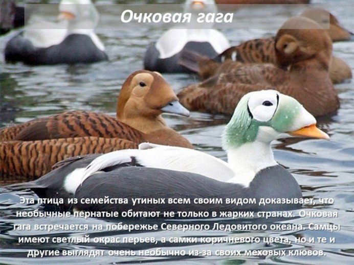 Гага утка очковая