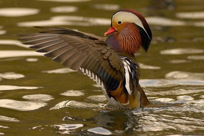 Утка Каролинка Мандаринка