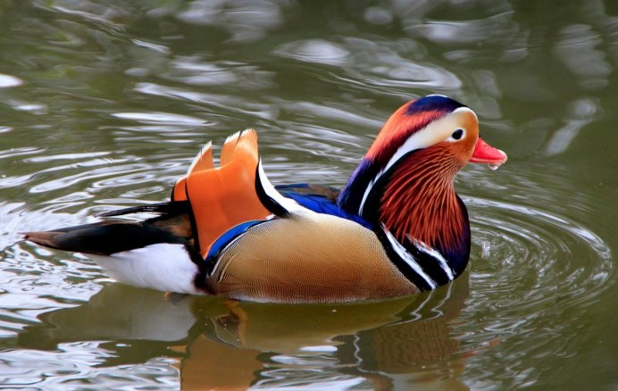 Утки редких пород