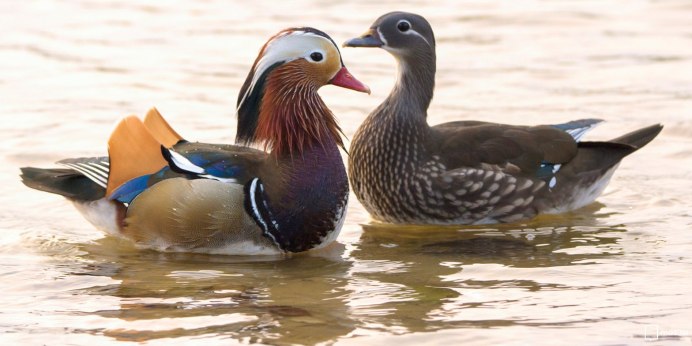 Птица утка Мандаринка