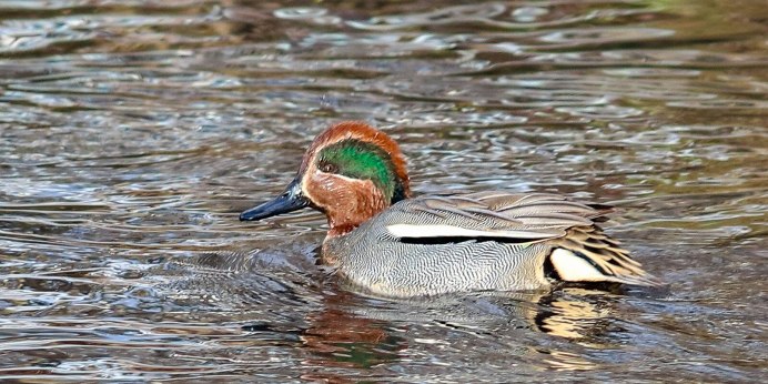 Свиязь 10 новый Московский