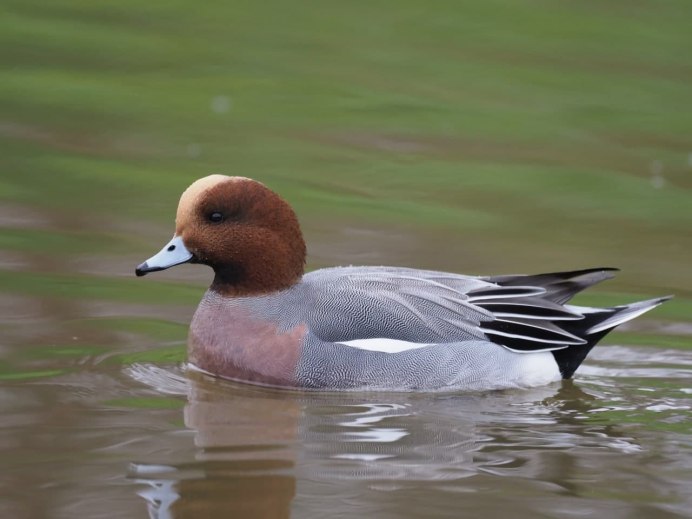 Чирок-свистунок на Яузе