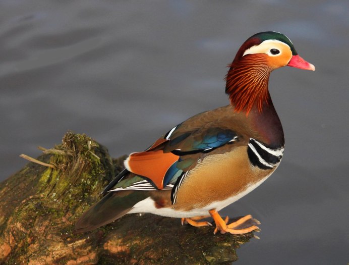 Утка Мандаринка Хабаровский край