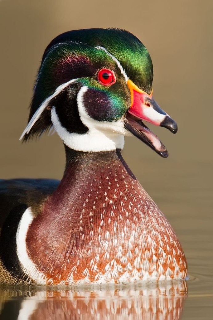 Порода утки птицы