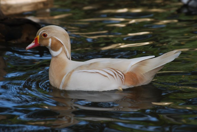 Огарь кряква гибрид