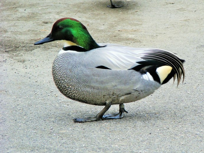 Утка чирок свистунок