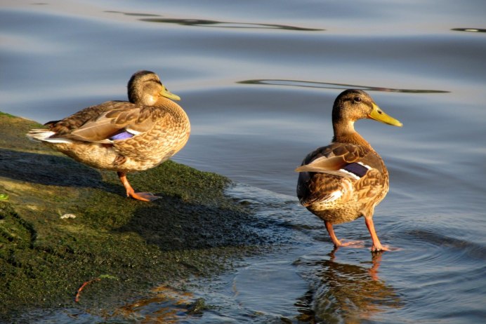 Дикие утки селезень породы