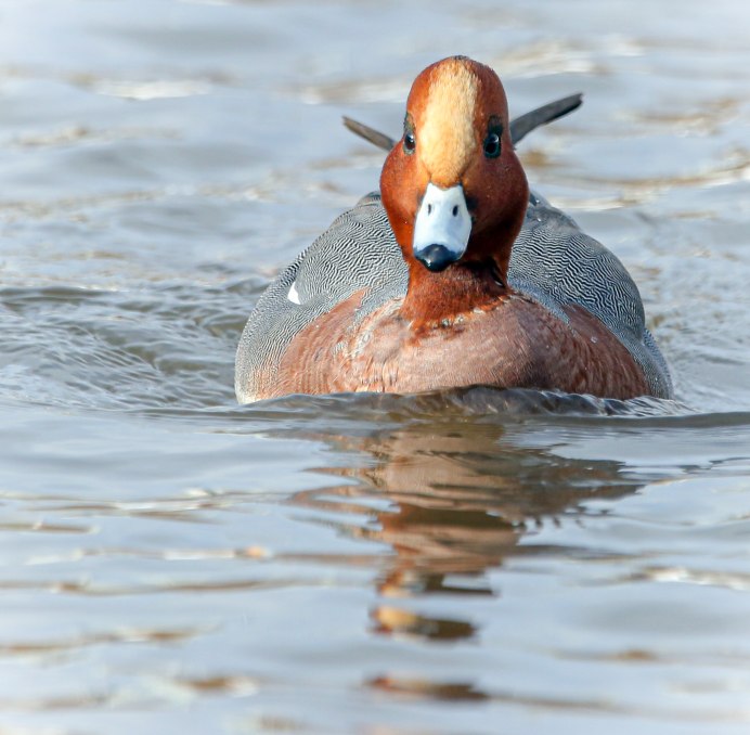 Ареал утки мандаринки
