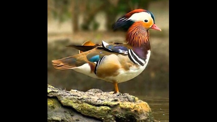 Утка Мандаринка ареал обитания