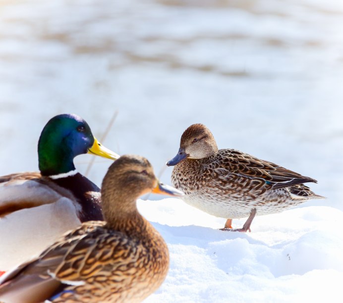 Китайская утка Мандаринка